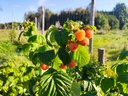 Rubus idaeus 'Fallgold' - Framboise d'automne jaune 
