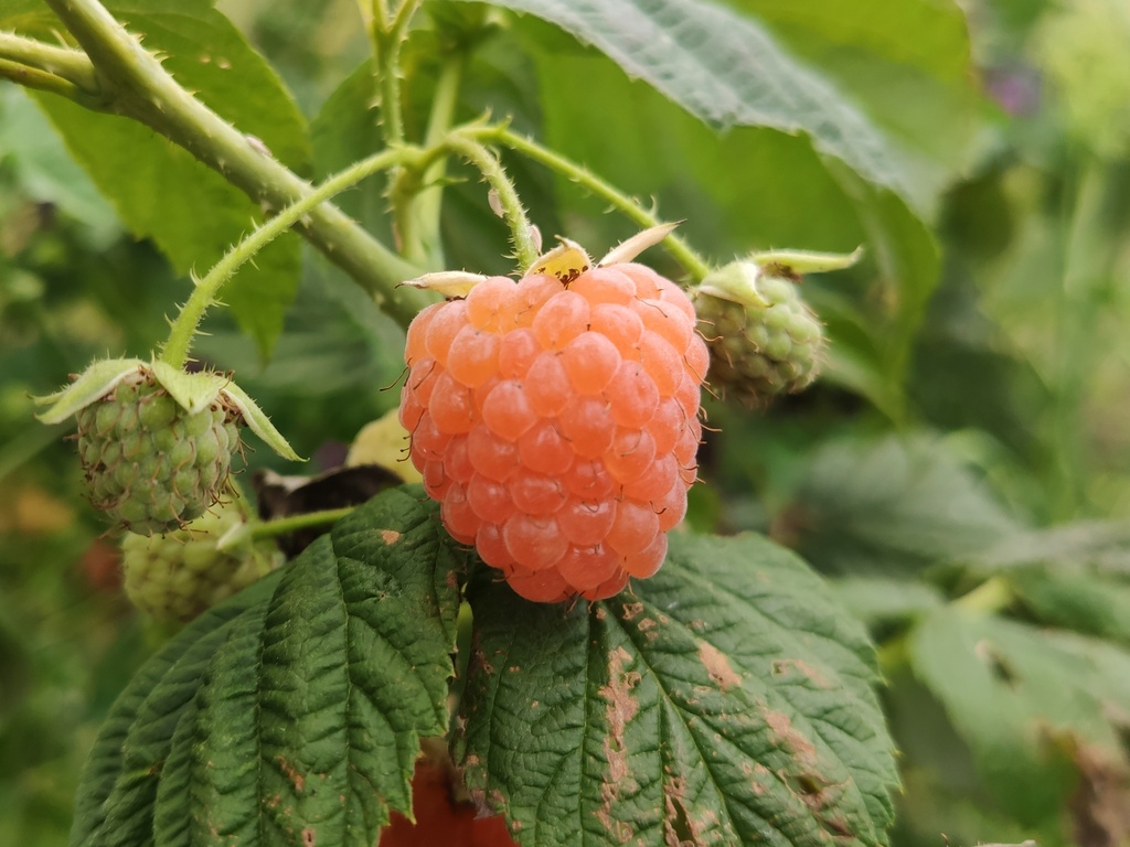 Rubus idaeus 'Marosa' - Framboise d'automne orange
