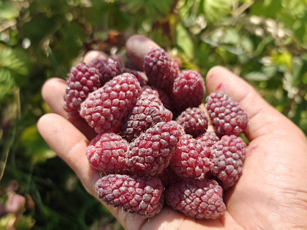 Rubus fruticosus x idaeus 'Buckingham' - Tayberry (Braamboos)