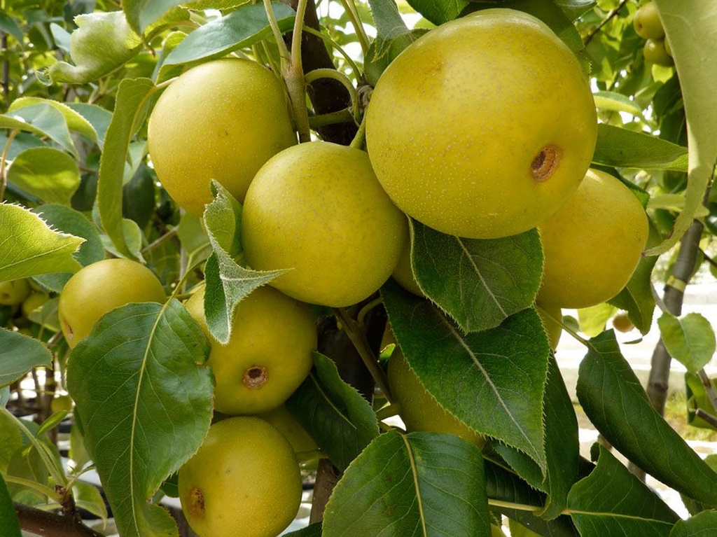 Pyrus pyrifolia 'Tama' - Nashi