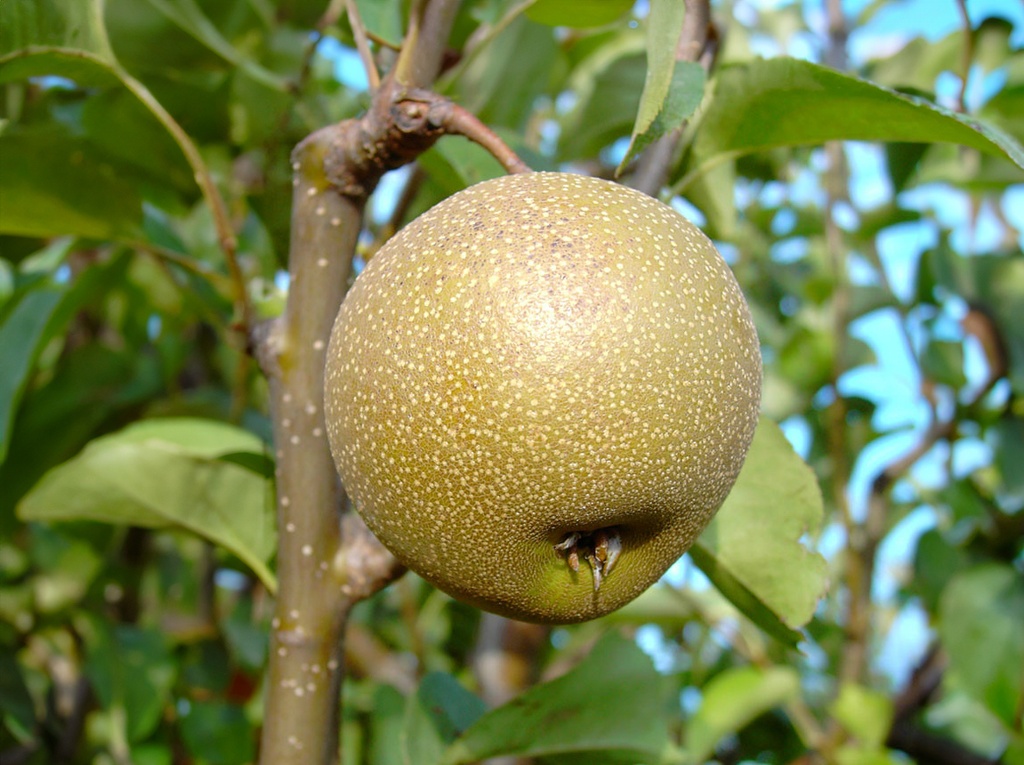 Pyrus pyrifolia 'Hosui' - Nashi