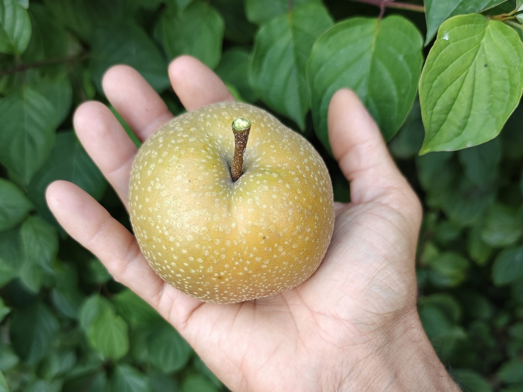 Pyrus pyrifolia 'Supernashi' - Nashi
