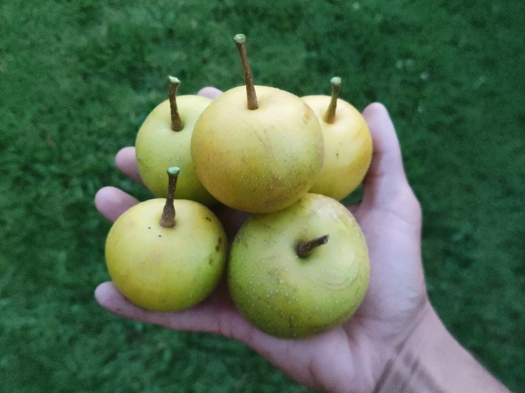 Pyrus pyrifolia 'Nijisseiki' - Nashi