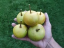 Pyrus pyrifolia 'Nijisseiki' - Nashi