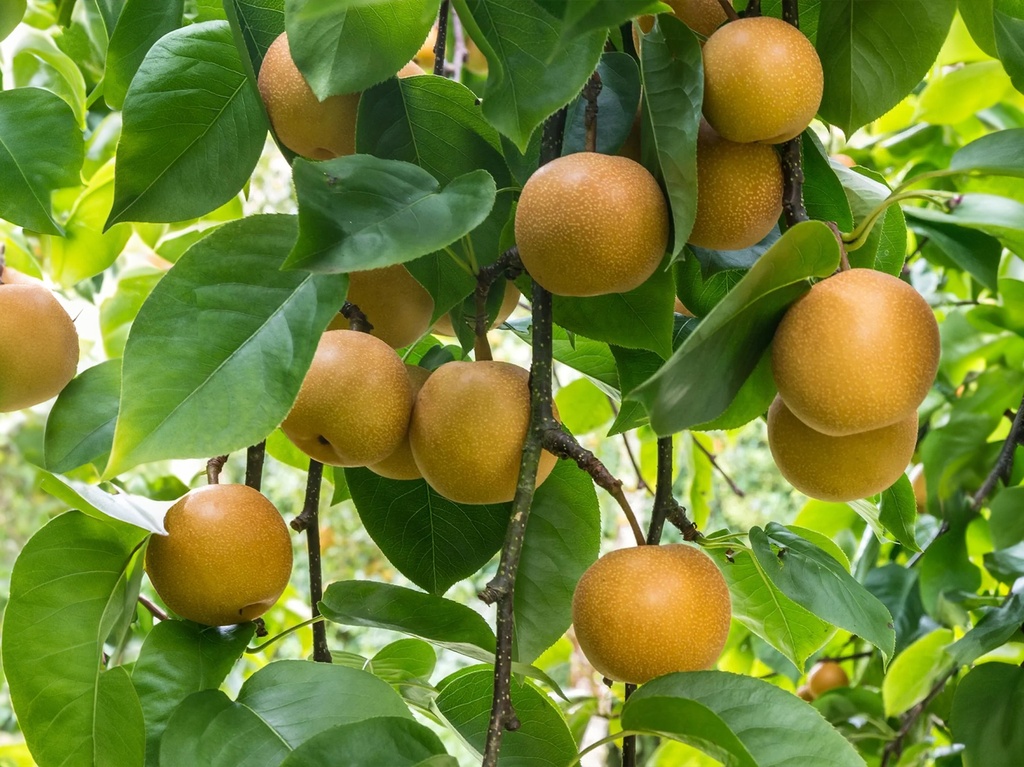 Pyrus pyrifolia 'Niitaka' - Nashi