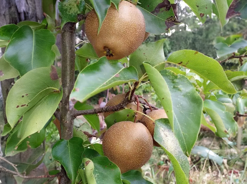 Pyrus pyrifolia 'New World' - Nashi