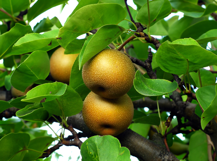 Pyrus pyrifolia 'Korean Giant' - Nashi