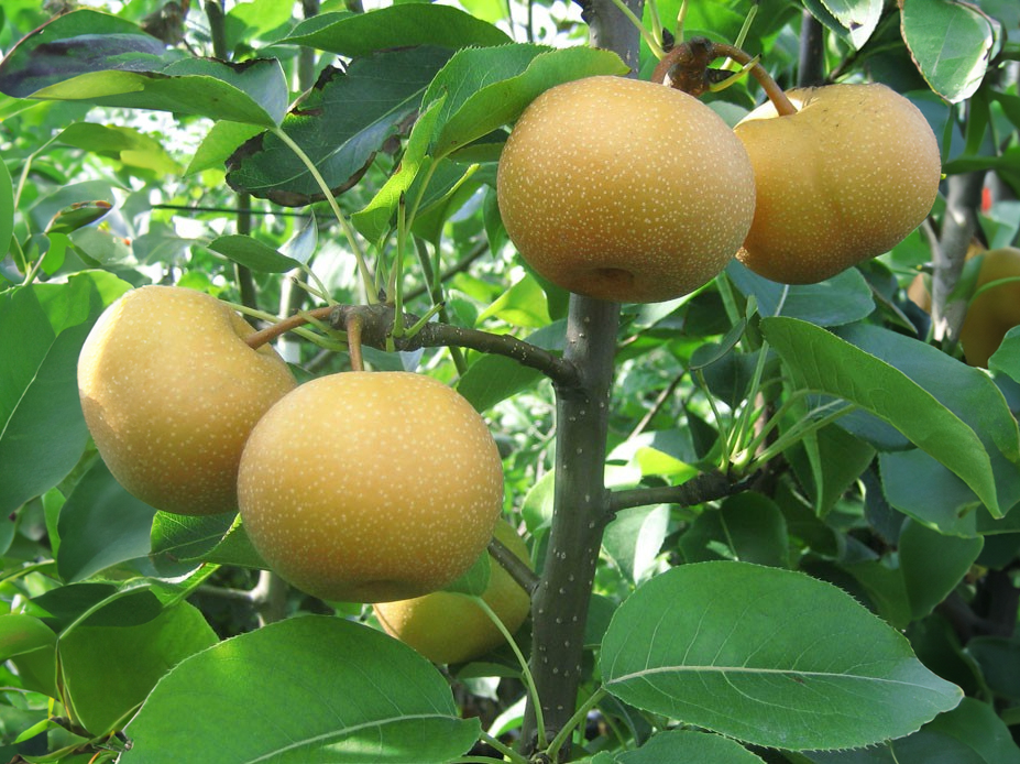 Pyrus pyrifolia 'Hayatama' - Nashi