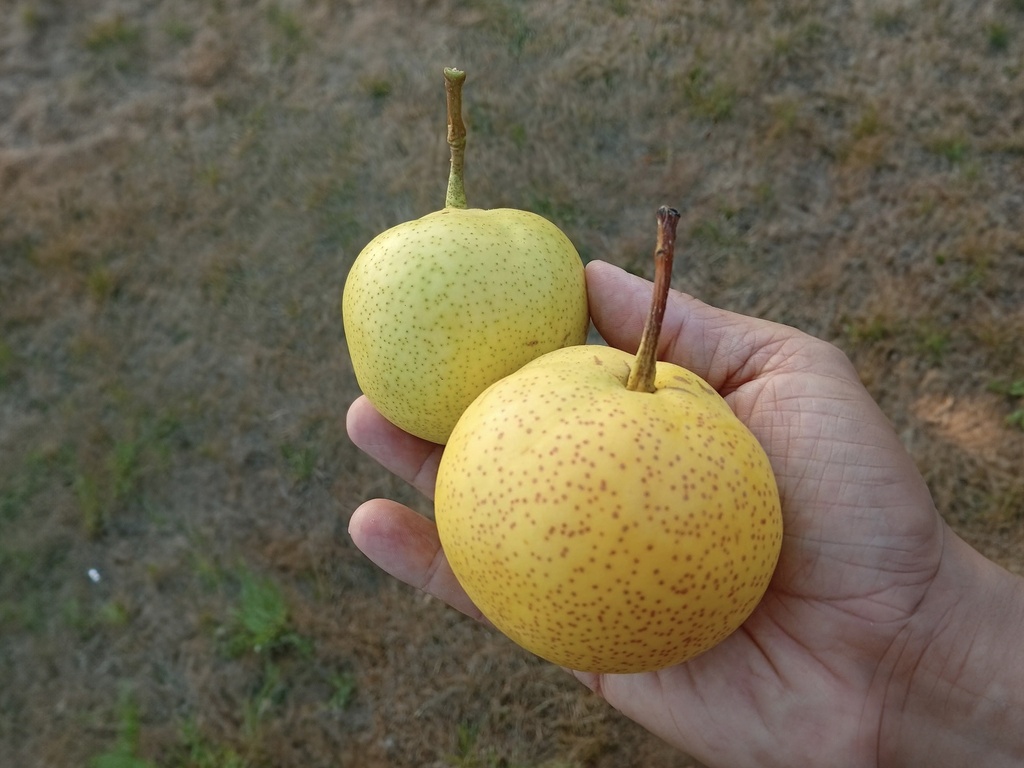 Pyrus pyrifolia 'Zao Su Li' - Nashi
