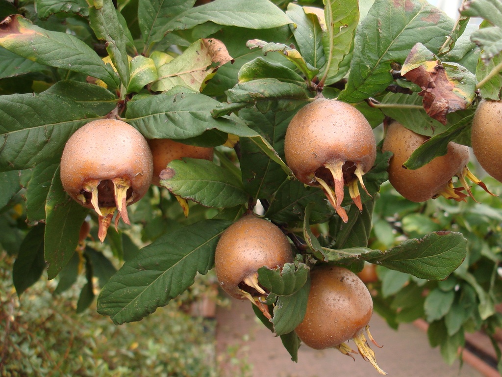 Mespilus germanica 'Nottingham' - Mispel
