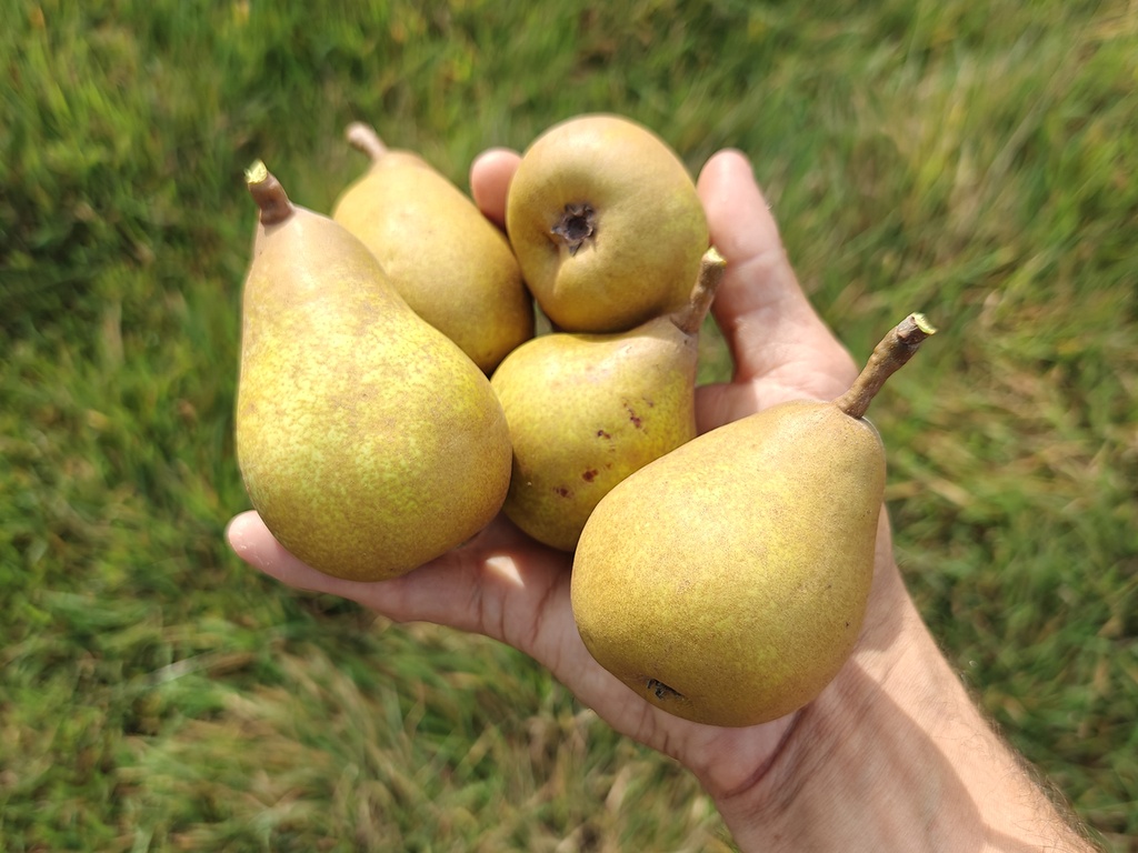 Pyrus communis 'Beurré Hardy' - Peer
