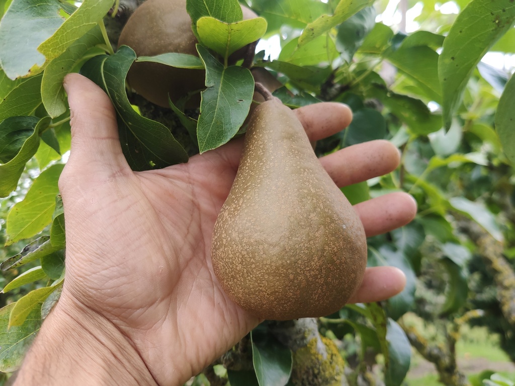 Pyrus communis 'Calebasse Bosc' - Peer