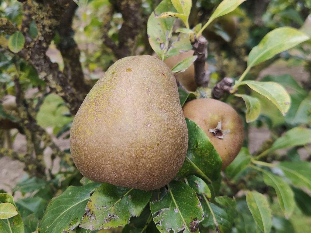 Pyrus communis 'Jeanne d'Arc' - Poire