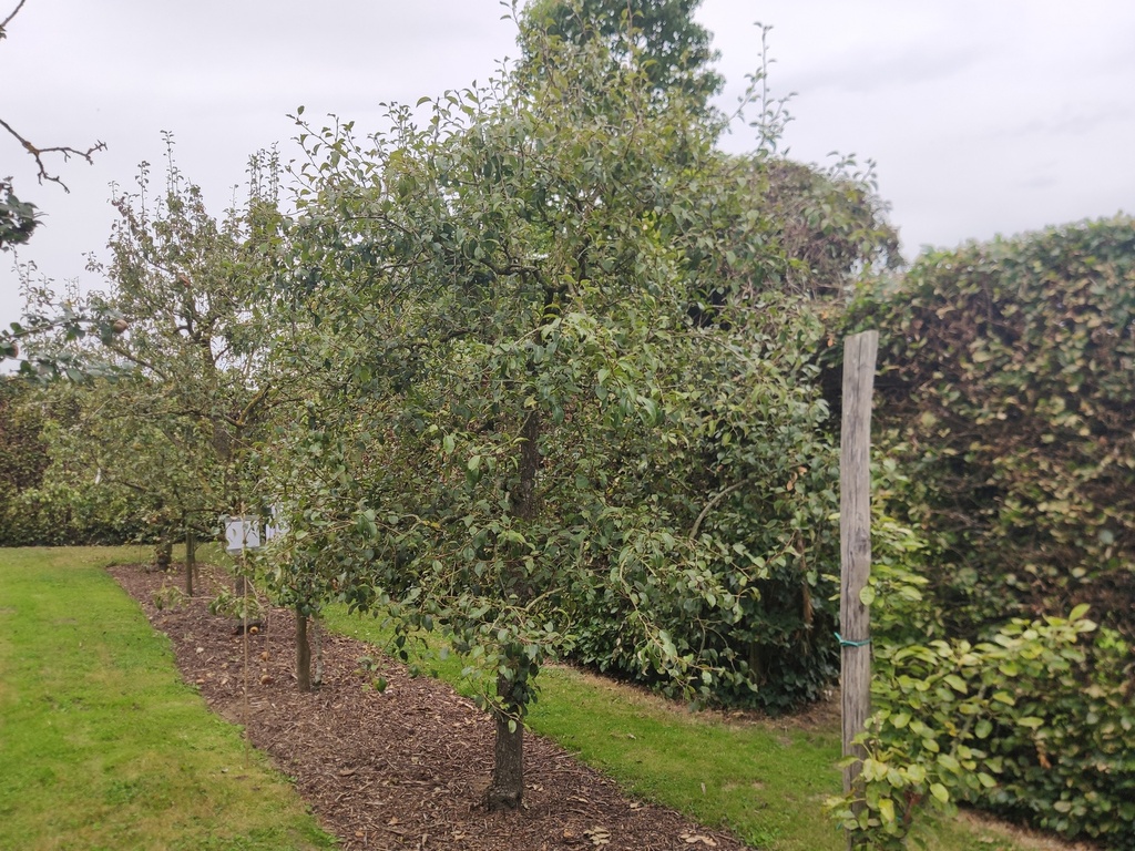 Pyrus communis 'Ananas de Courtrai' - Pear