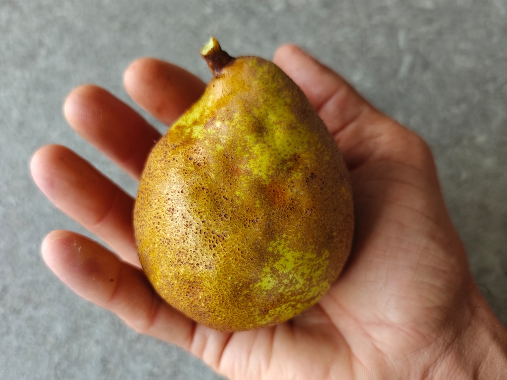 Pyrus communis 'Doyenné du Comice' - Pear