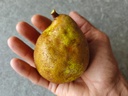 Pyrus communis 'Doyenné du Comice' - Birne
