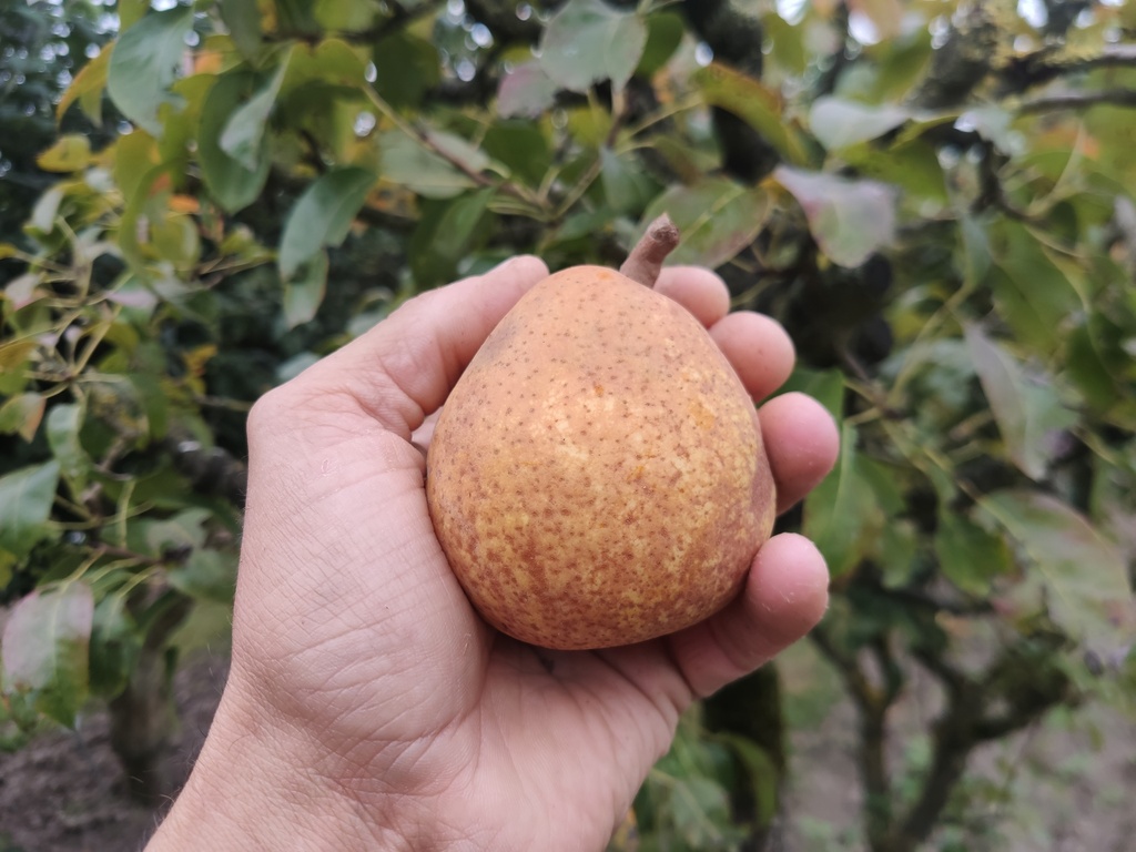 Pyrus communis 'Dubbele Flip' - Peer