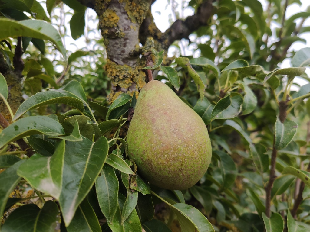 Pyrus communis 'Légipont' - Peer