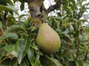 Pyrus communis 'Légipont' - Pear