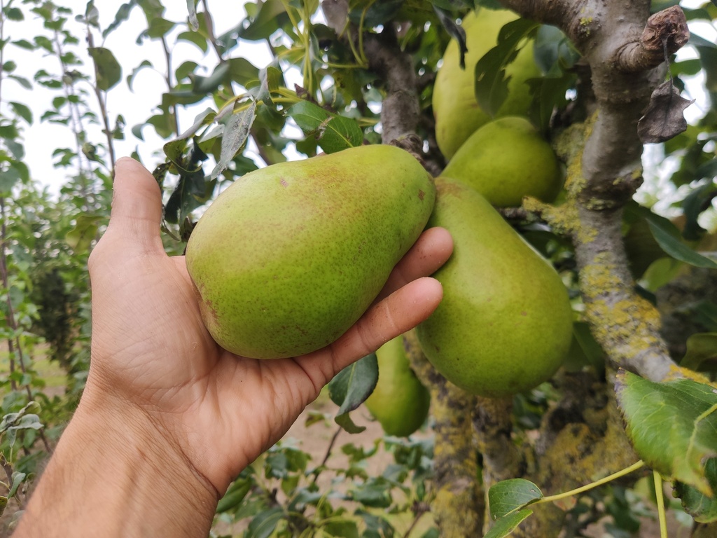 Pyrus communis 'Beurré Lebrun' - Peer