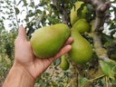 Pyrus communis 'Beurré Lebrun' - Pear