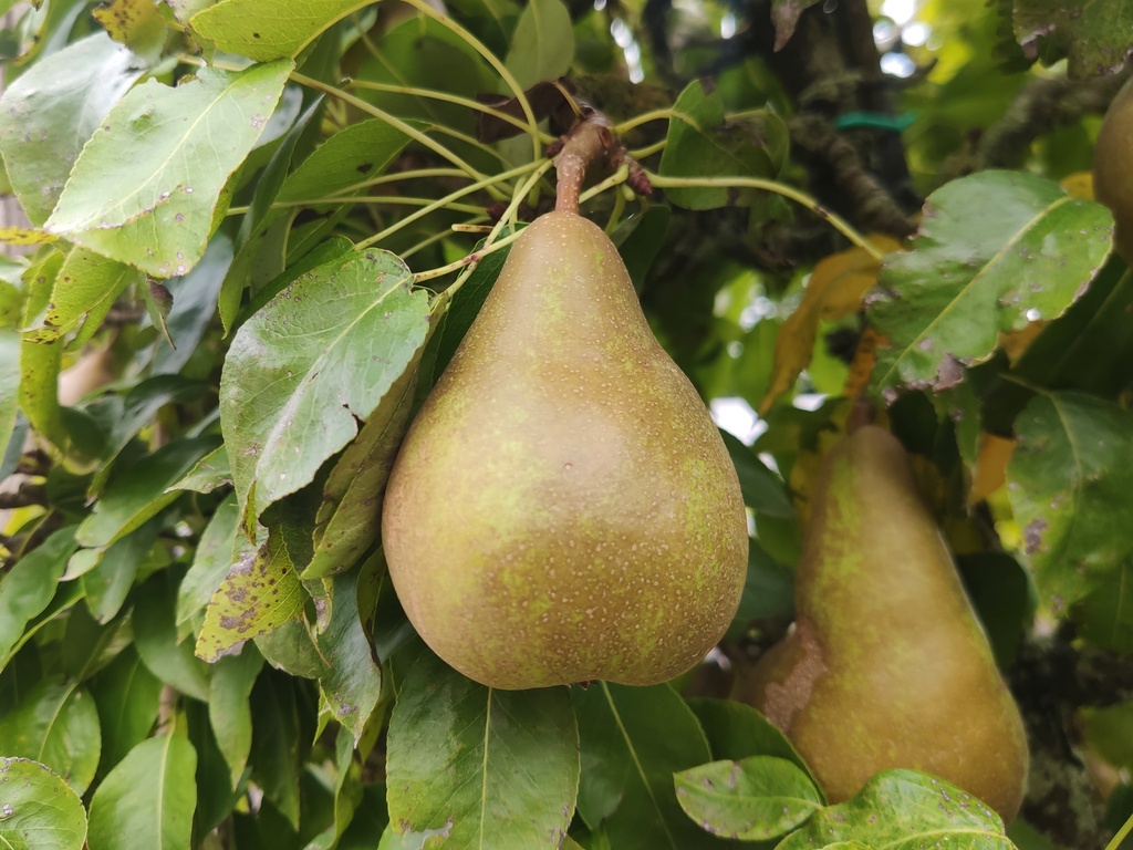 Pyrus communis 'Alexandrine Douillard' - Pear
