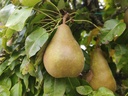 Pyrus communis 'Alexandrine Douillard' - Pear