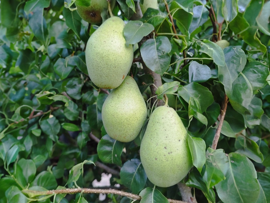 Pyrus communis 'Comtesse de Paris' - Peer