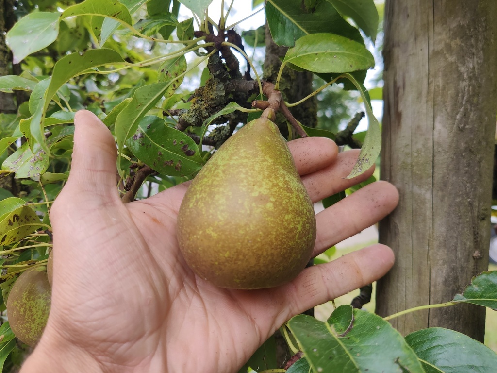 Pyrus communis 'Seigneur Esperen' - Birne