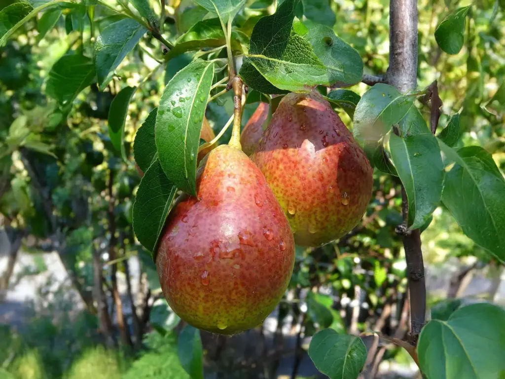 Pyrus communis 'Bonne Louise d'Avranches' - Poire