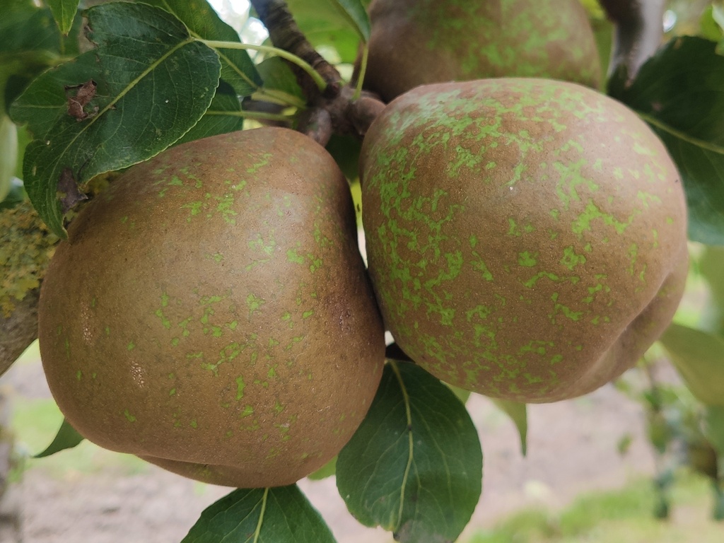 Pyrus communis 'Bergamotte Esperen' - Pear