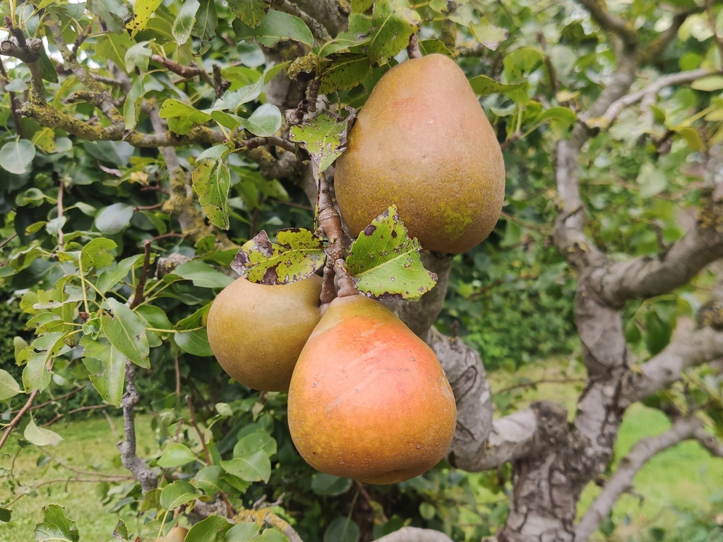 Pyrus communis 'Beurré Superfin' - Poire
