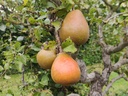 Pyrus communis 'Beurré Superfin' - Poire