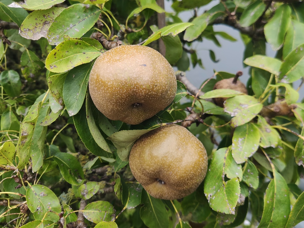 Pyrus communis 'Olivier de Serres' - Birne