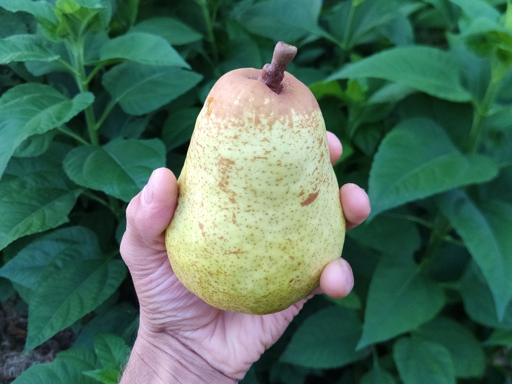 Pyrus communis 'Bon Chrétien Williams' - Peer