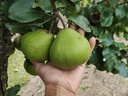 Pyrus communis 'Catillac' - Pear