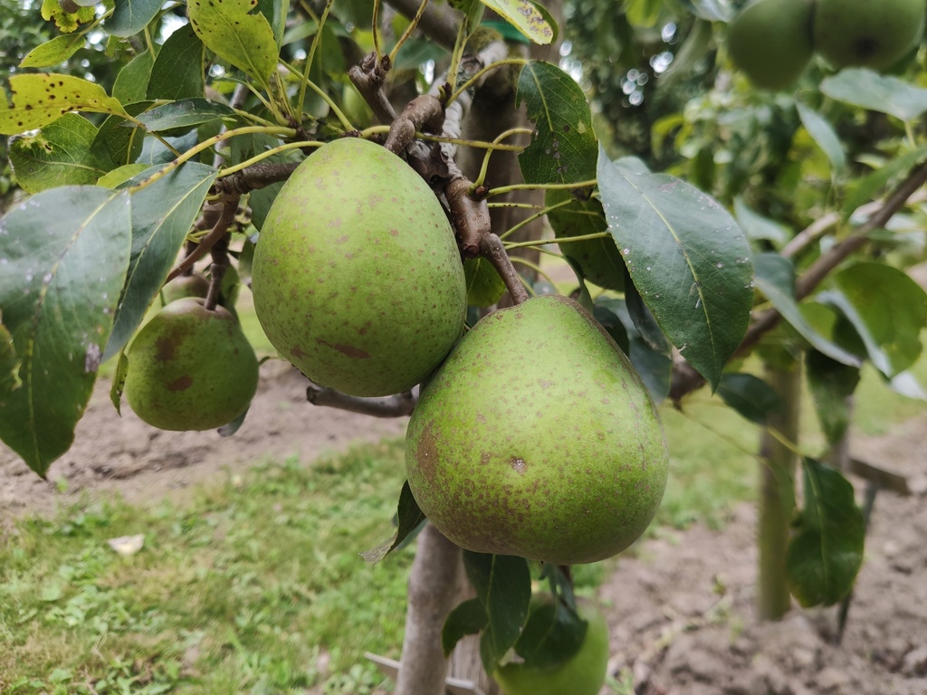 Pyrus communis 'Madame Grégoire' - Birne