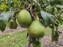 Pyrus communis 'Madame Grégoire' - Poire