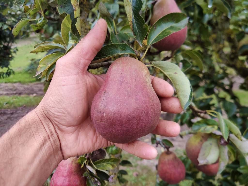 Pyrus communis 'Rode Williams' - Peer