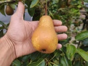 Pyrus communis 'Triomphe de Vienne' - Birne