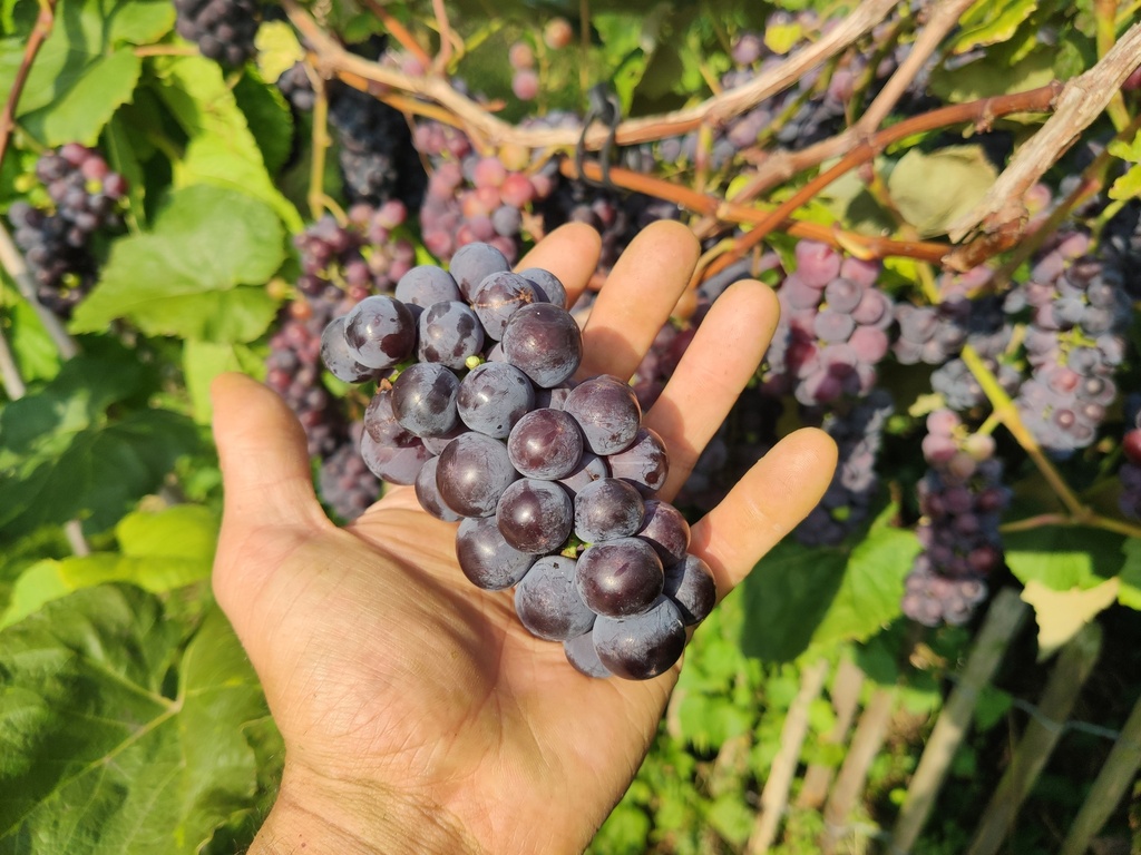 Vitis x labrusca 'Isabelle' - Druivelaar