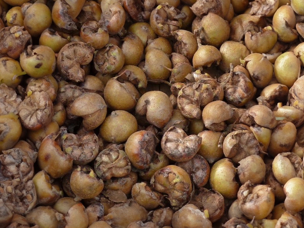 Mespilus germanica 'Bredase Reus' - Néflier