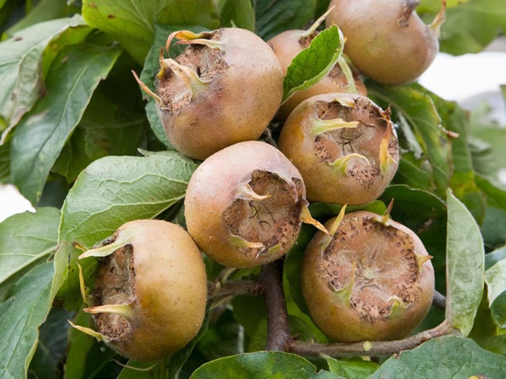 Mespilus germanica 'Westerveld' - Néflier