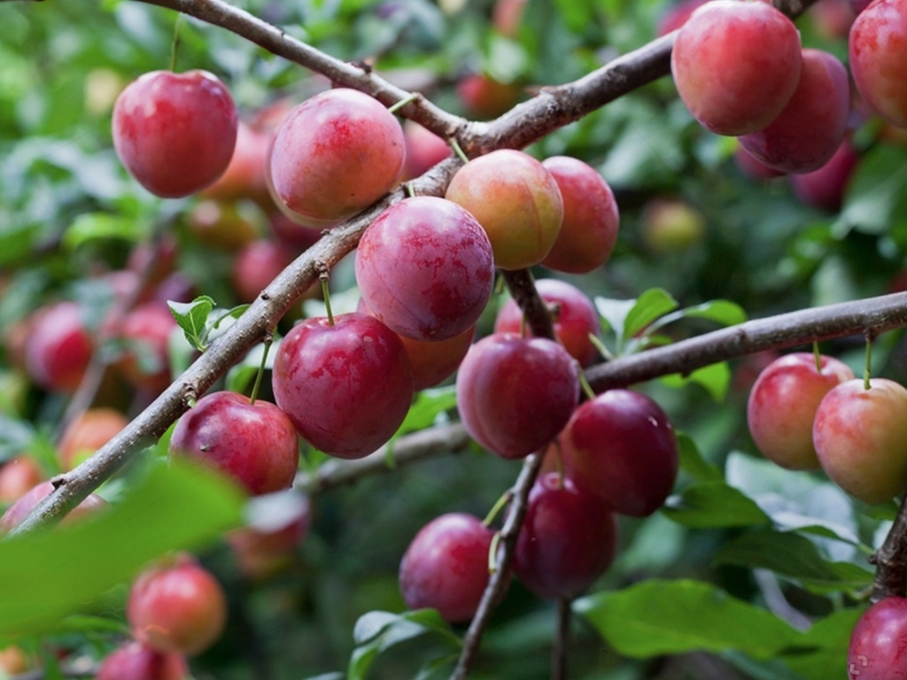 Prunus domestica 'Opal' - Prune