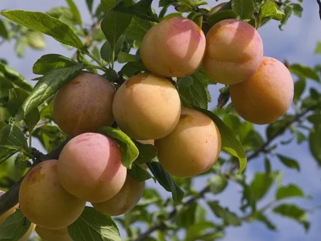 Prunus domestica 'Reine-Claude d'Oullins' - Pruim