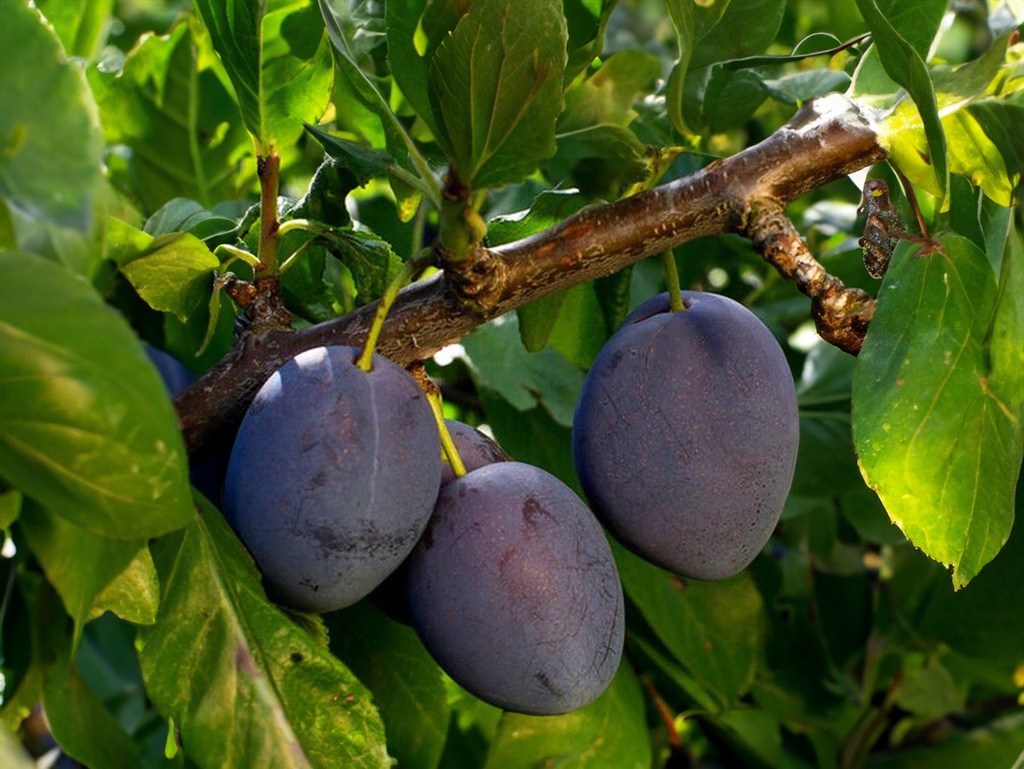 Prunus domestica 'Altesse Double' - Pruim