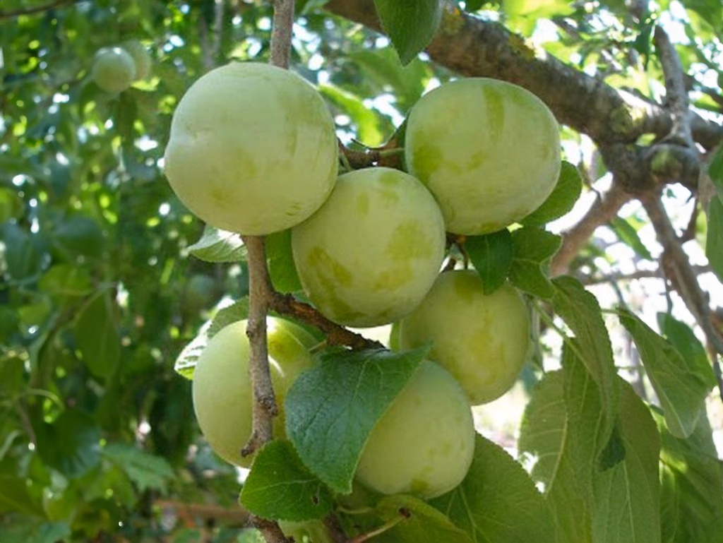 Prunus domestica 'Reine-Claude Verte' - Prune
