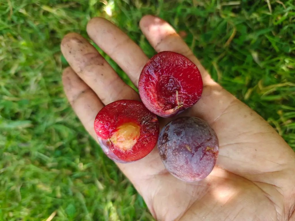 Prunus domestica 'Reine-Claude Sanguine de Wismes' - Pruim