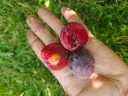 Prunus domestica 'Reine-Claude Sanguine de Wismes' - Pflaume