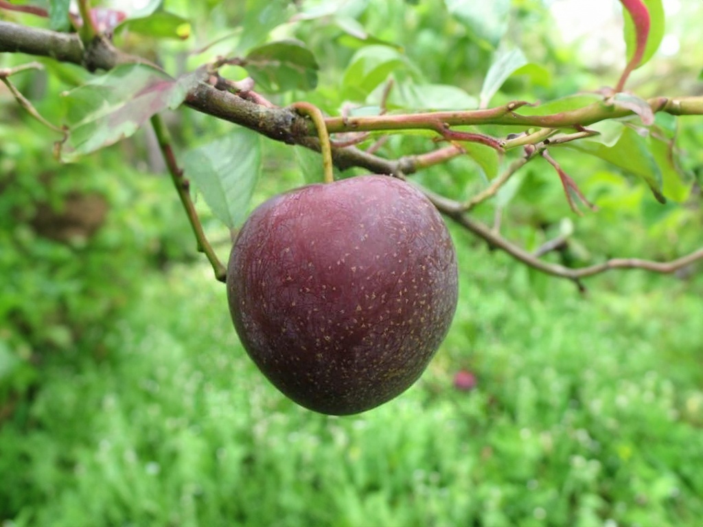 Prunus domestica 'Reine-Claude Sanguine de Wismes' - Plum